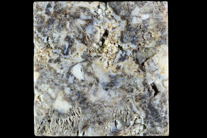 Rhynie Chert - Early Devonian Vascular Plant Fossils #86716